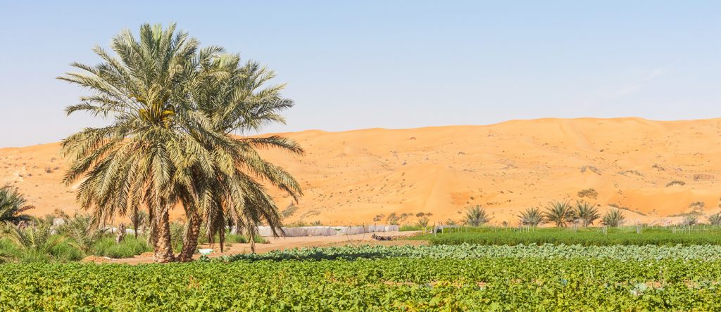 UAE TURNS HYDROPONIC TO BOOST FOOD SECURITY