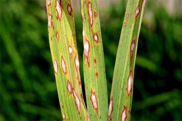 INDIA PRESSES EU TO LOOSEN PESTICIDE RULES