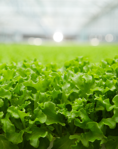 BrightFarms indoor growing