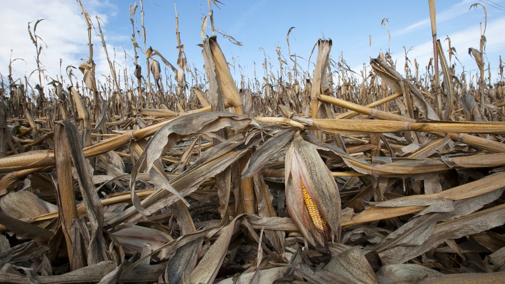 FOOD PRICES COULD SPARK INSTABILITY, EXPERT WARNS, AFTER COSTS SPIKE 33%