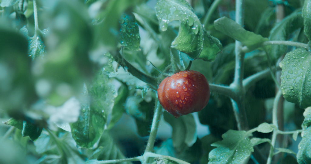 Kraft Heinz's Tomato crop