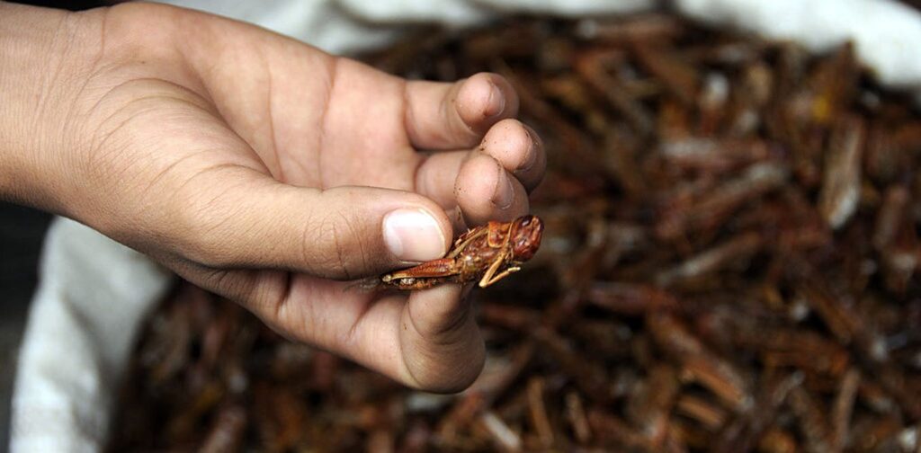 LOCUSTS ON THE MENU AS EU APPROVES THEM FOR HUMAN CONSUMPTION