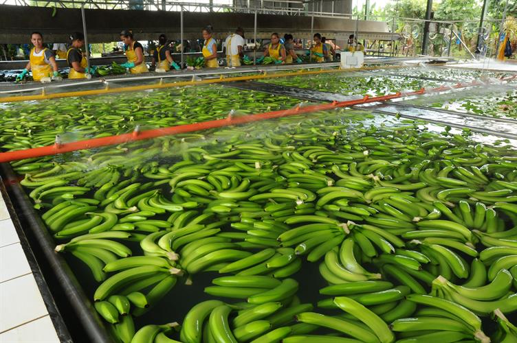 BANANA PRODUCERS CAUTIOUSLY WELCOME €0.09 PER KILO INCREASE FROM ALDI