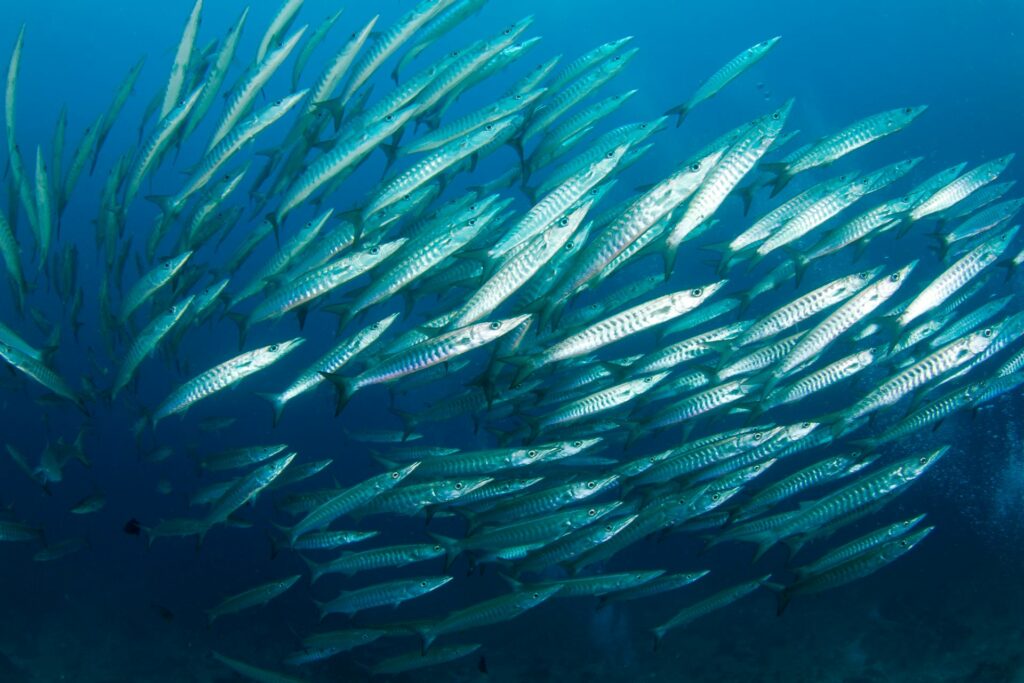 OCEAN WARMING'S EFFECT ON FISH MAY IMPACT CATCHES, NEW STUDY SUGGESTS