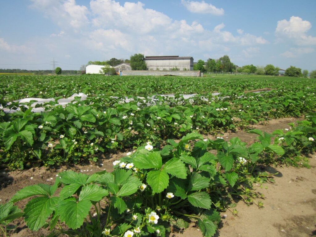 ORGANIC AGRICULTURE TO MAKE UP 30% OF GERMAN FARMLAND UNDER AMBITIOUS NEW TARGET