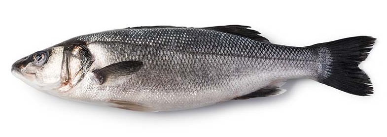 ALGAE2FISH PROMISES BENEFITS WITH ITS NEW CULTIVATED SEA BASS FILLETS