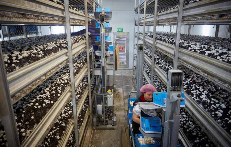 MUSHROOMS UNDER THE SPOTLIGHT IN KEY RESEARCH PROJECT IN AUSTRALIA