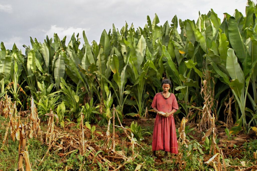 AS CLIMATE CHANGE INTENSIFIES, COULD THE ENSET BE A WONDER CROP THAT PROVIDES HEALTHY FOOD FOR 100 MILLION?