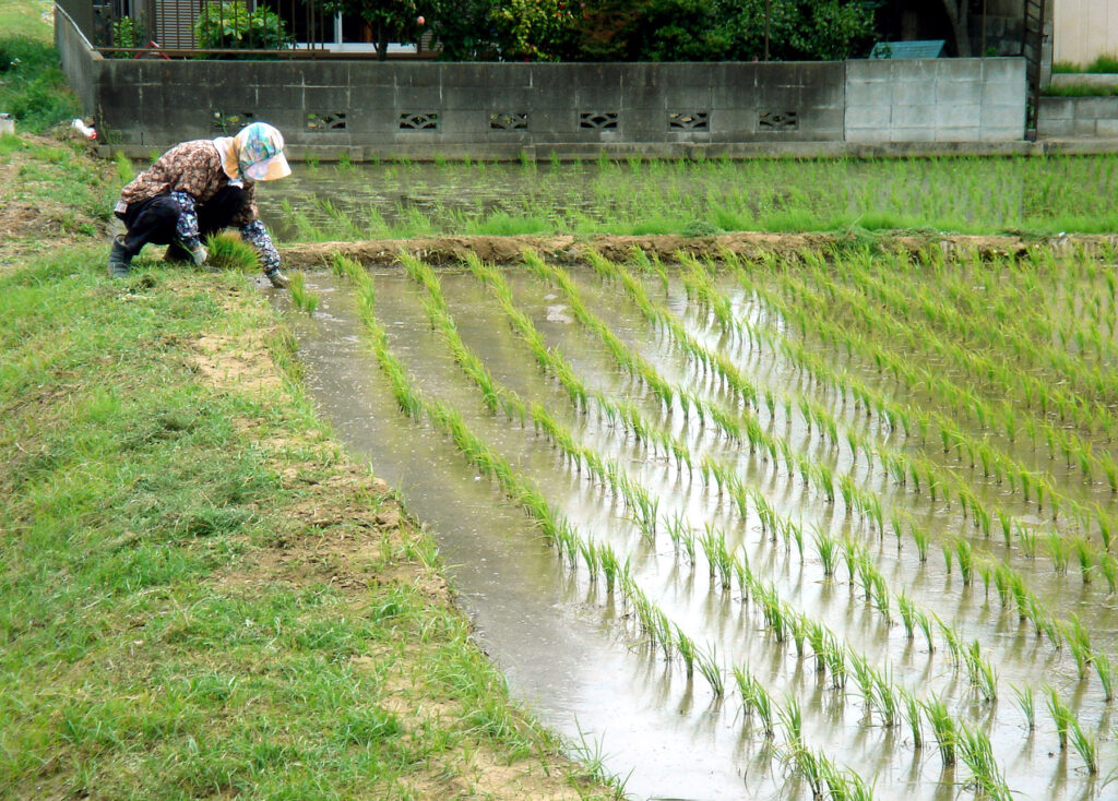 RICE PRICES SURGE BY 10% AS SUPPLIES OF OTHER COMMODITIES TIGHTENS