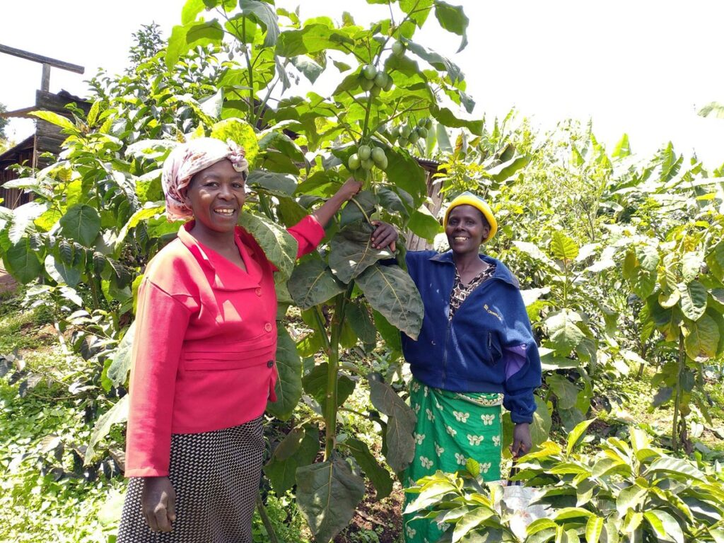 Hennessy Mount Kenya reforestation