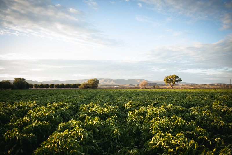 HOW THE FRESH CHILE COMPANY STRUCK GOLD AT SIAL AMERICA WITH NEW FREEZE DRIED HATCH CHILE