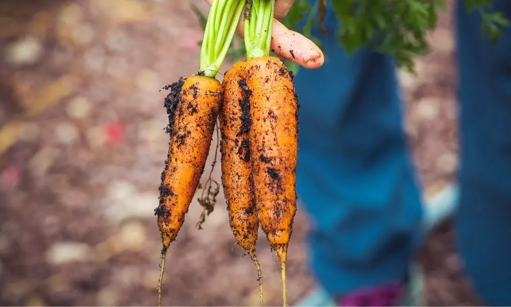 AMBITIOUS ORGANIC PROCESSING SCHEME FROM IRISH GOVERNMENT HAS €1.2 MILLION UP FOR GRABS