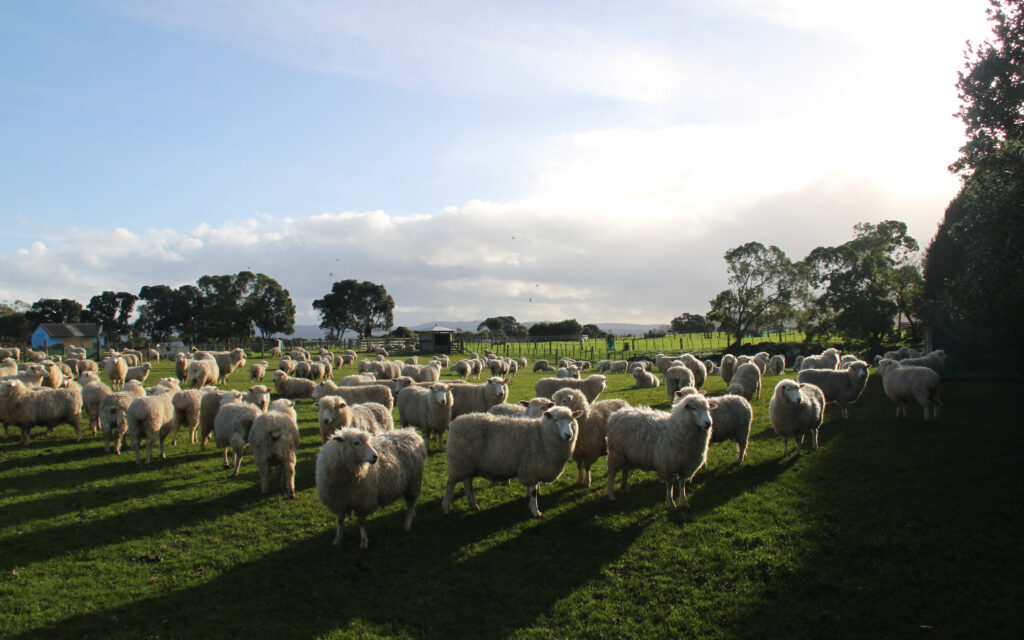 New Zealand-based meat distributors that have enjoyed success include Blue Sky Pastures, who reported a 20% higher profit in 2021 than in 2020. (Photo: WallpaperFlare)