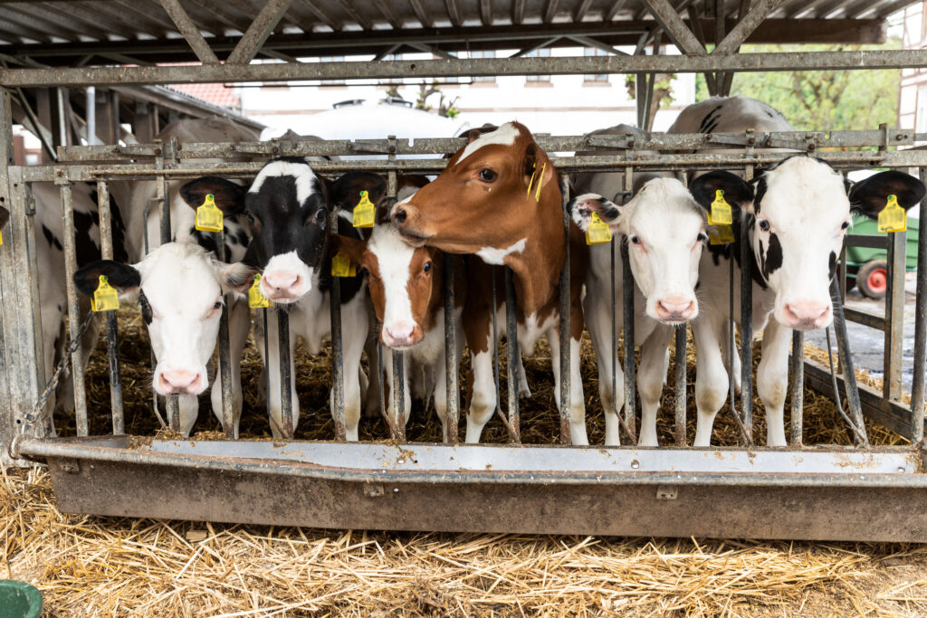 LIVE EXPORTS UNDER THE SPOTLIGHT AMID DAY OF ACTION BY CAMPAIGNERS