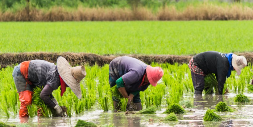 FOOD SECURITY A PRIORITY FOR CHINA AS IT LOOKS TO INCREASE ARABLE LAND AREA