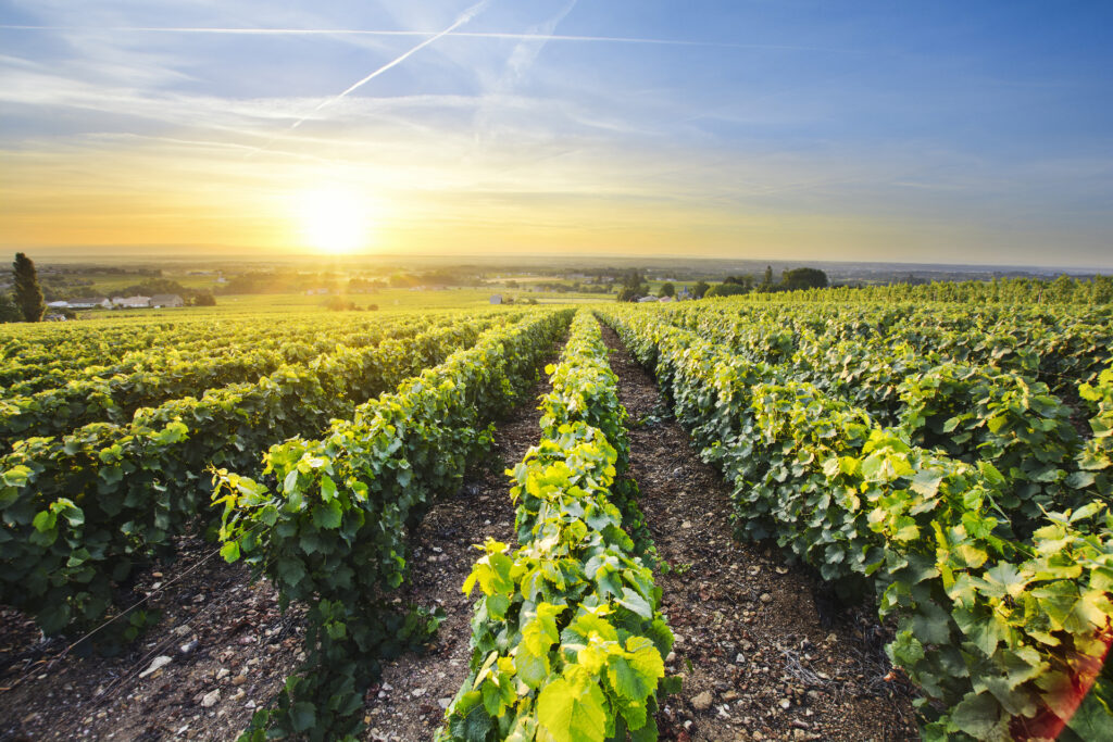 DEEP PLANET HELPS WINE GROWERS TACKLE CLIMATE CHANGE WITH NEW TECHNOLOGY