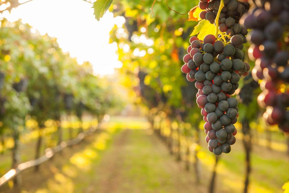 DEEP PLANET HELPS WINE GROWERS TACKLE CLIMATE CHANGE WITH NEW TECHNOLOGY