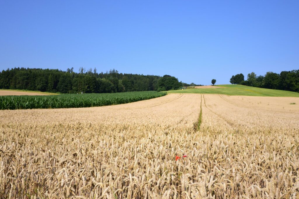 Wheat prices