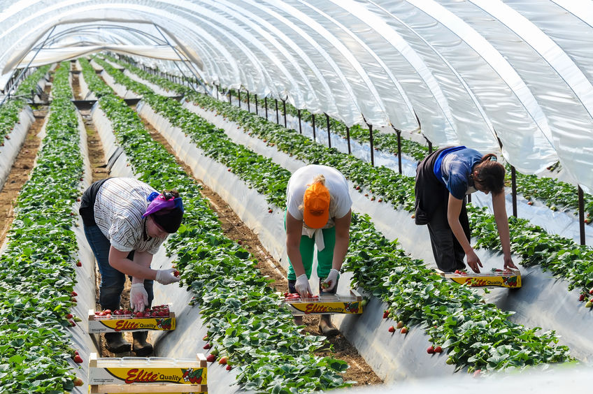 WORKER SHORTAGES LEADING TO FRUIT AND VEGETABLE WASTAGE AND CALLS FOR VISA RULES TO BE RELAXED