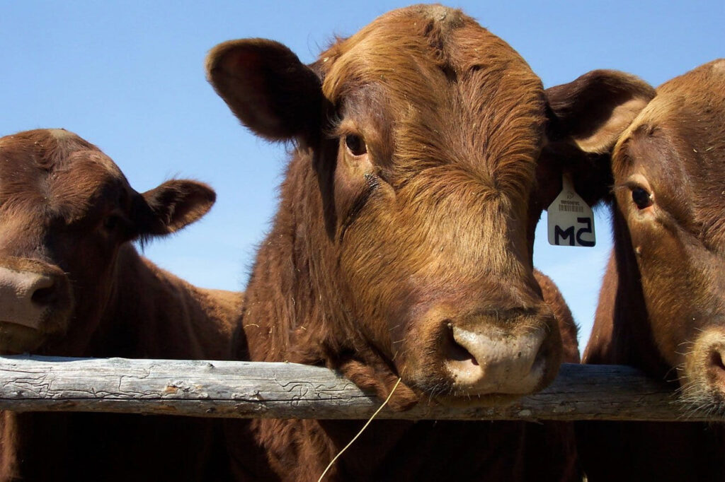 The red meat and livestock industry is a huge driver for the Australian economy. (Photo: Pikist)