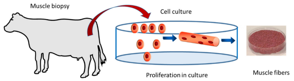 CHINA URGED TO REDOUBLE SUPPORT FOR CULTURED MEAT SECTOR