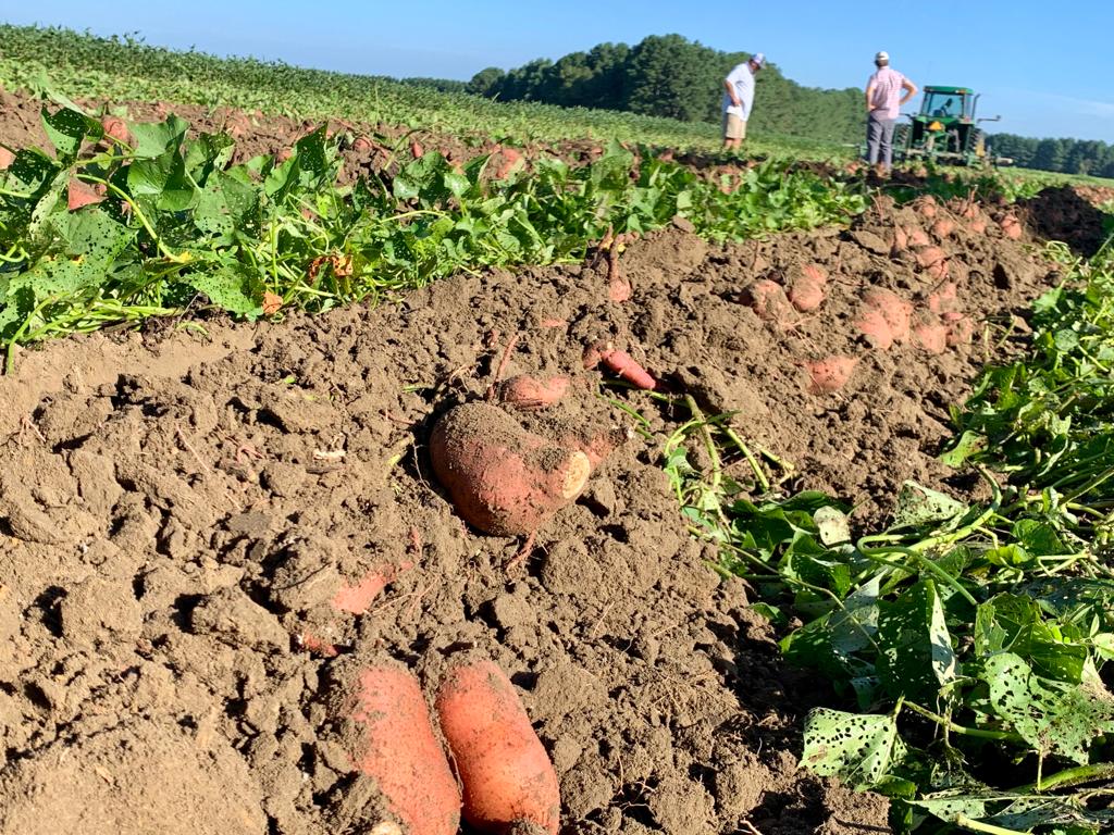 NC Sweet Potato Commission puts down deeper roots in Europe