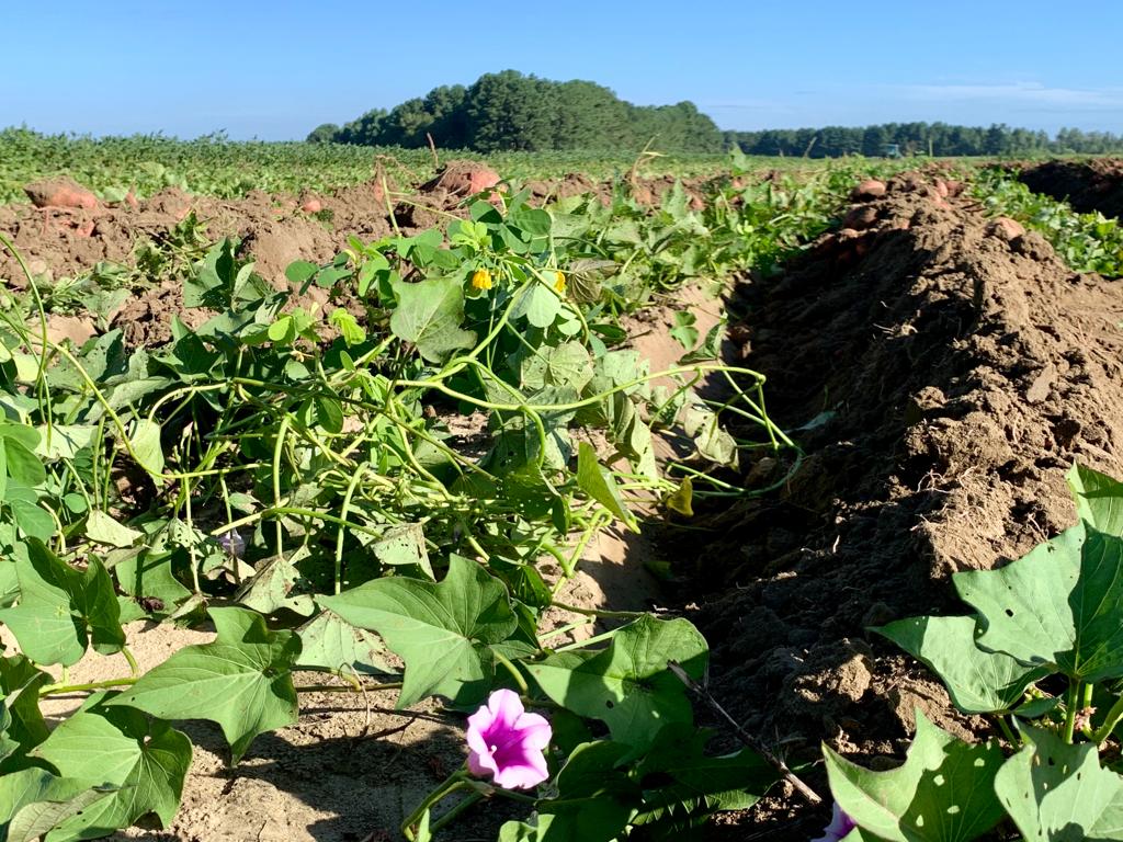 NC Sweet Potato Commission puts down deeper roots in Europe