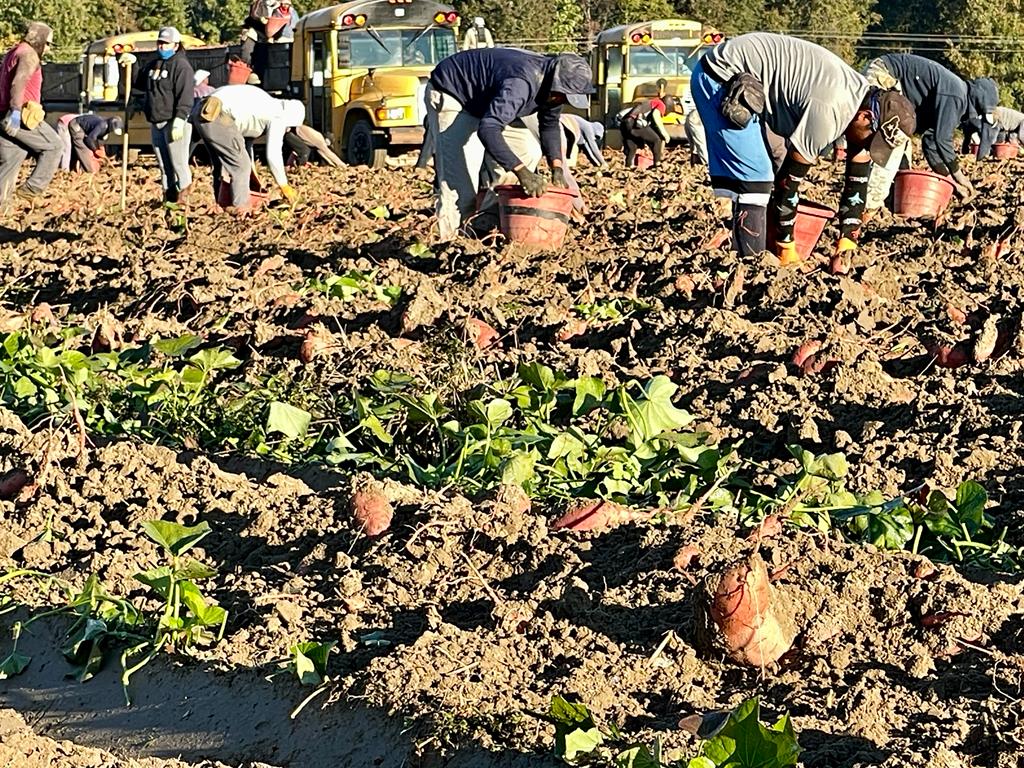 NC Sweet Potato Commission puts down deeper roots in Europe