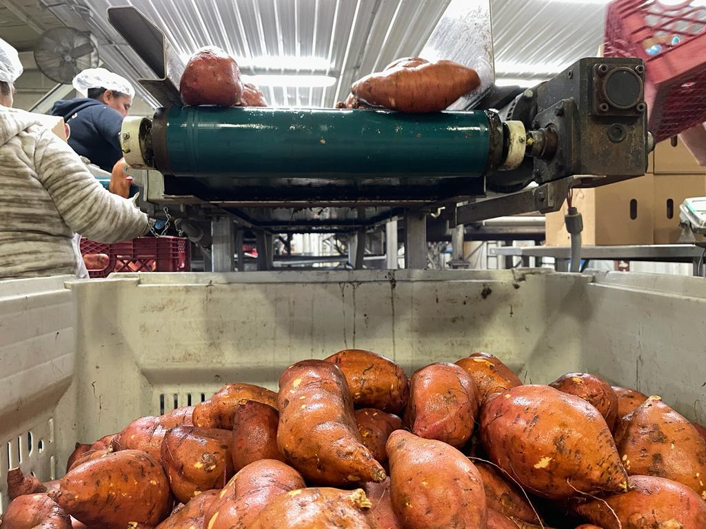 NC Sweet Potato Commission puts down deeper roots in Europe