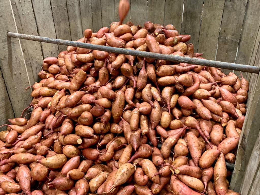 NC Sweet Potato Commission puts down deeper roots in Europe