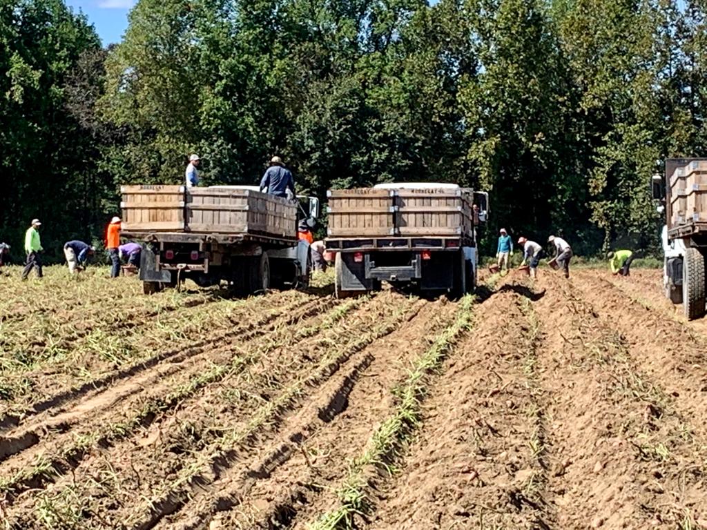 NC Sweet Potato Commission puts down deeper roots in Europe