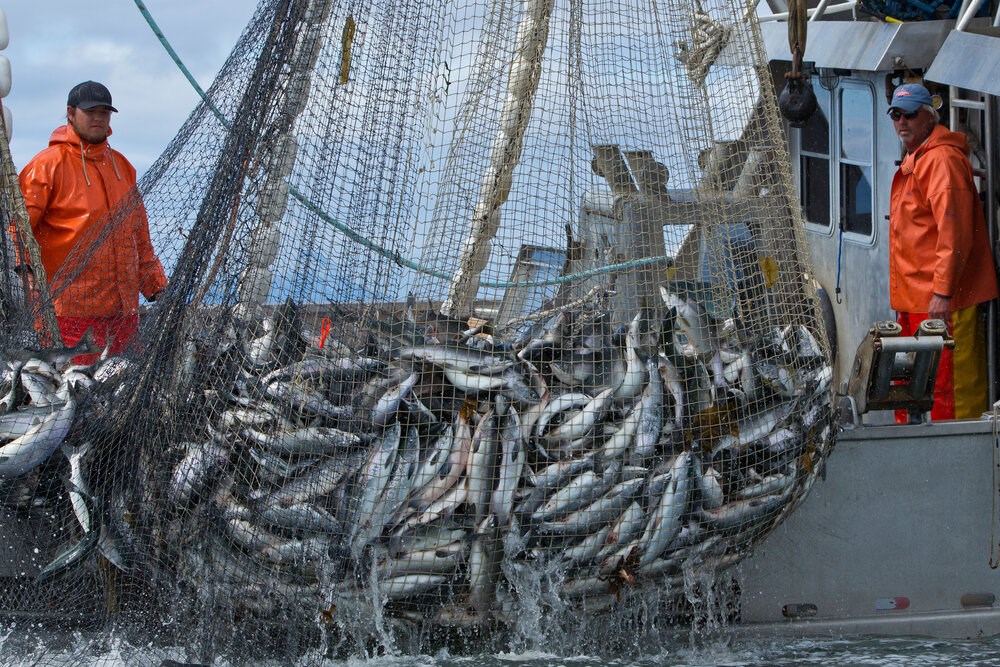 Fish stocks