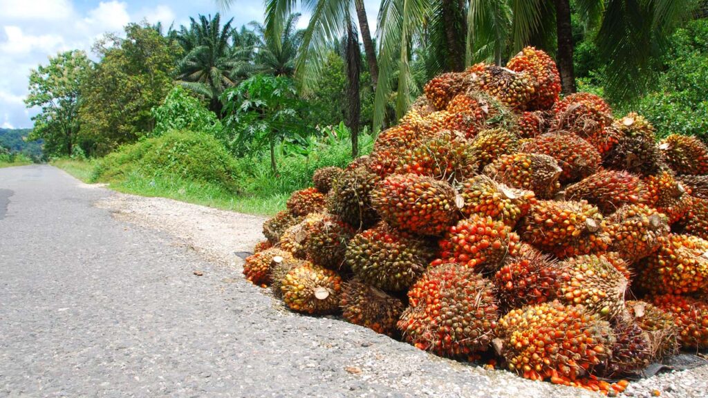 RELEAF SECURES $3.3 MILLION TO SUPPORT OIL PALM TECHNOLOGY IN NIGERIA