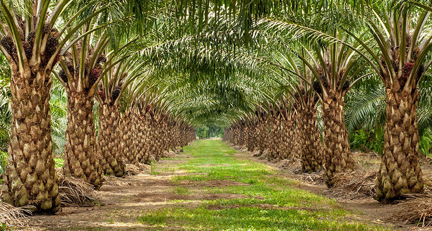 RELEAF SECURES $3.3 MILLION TO SUPPORT OIL PALM TECHNOLOGY IN NIGERIA