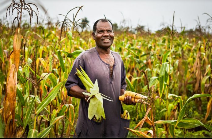 BECHTEL TEAMS UP WITH ASAID IN INNOVATIVE SCHEME TO HELP MAIZE FARMERS IN ZAMBIA