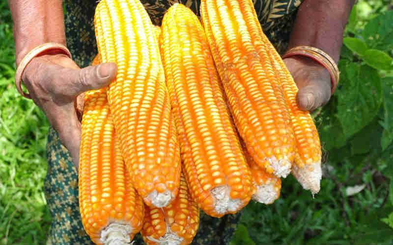 BECHTEL TEAMS UP WITH ASAID IN INNOVATIVE SCHEME TO HELP MAIZE FARMERS IN ZAMBIA