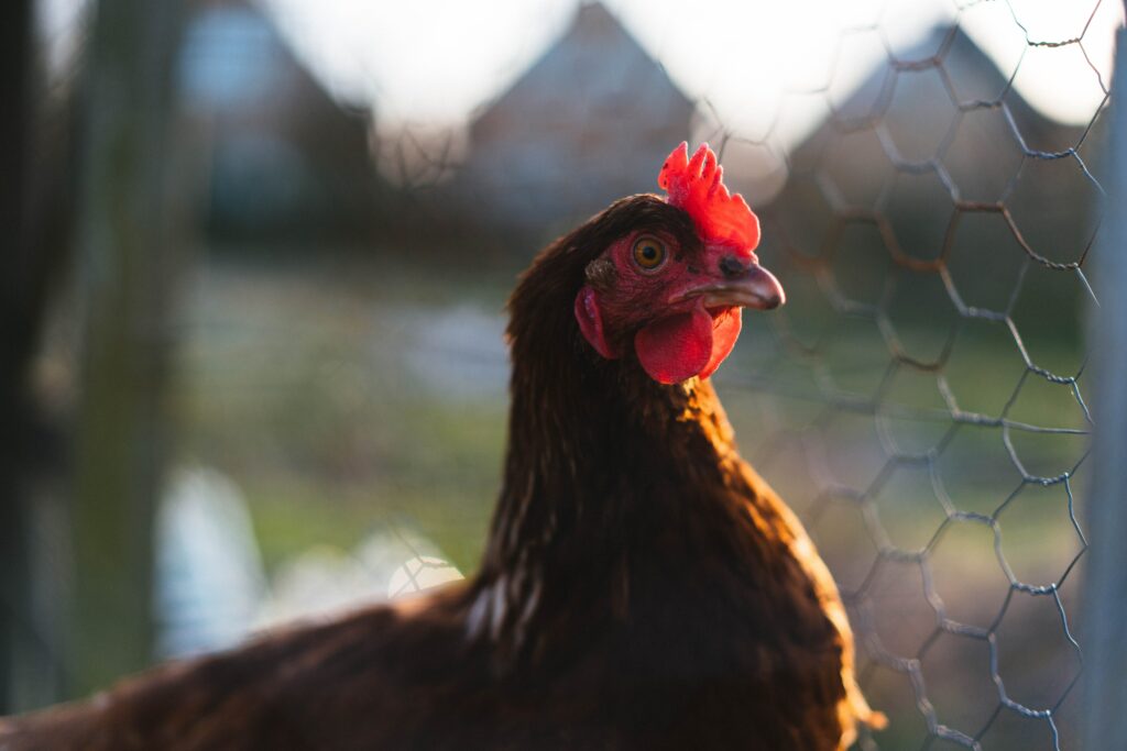 The transition to cage-free eggs