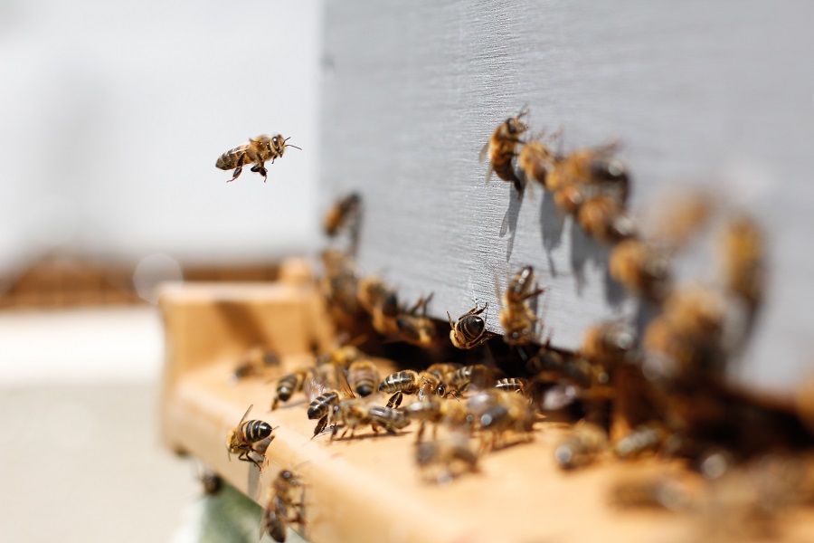 Sustainable precision pollination: BeeHero introduces Healthy Hive Score