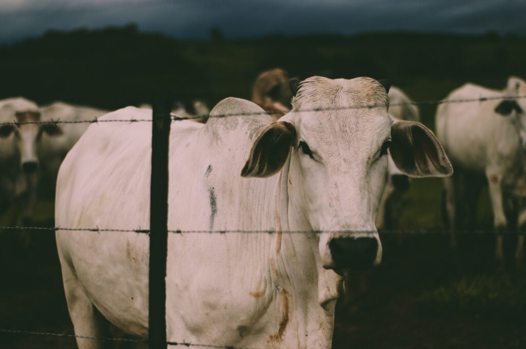 Brazilian producers insist their agriculture is sustainable despite reports of deforestation