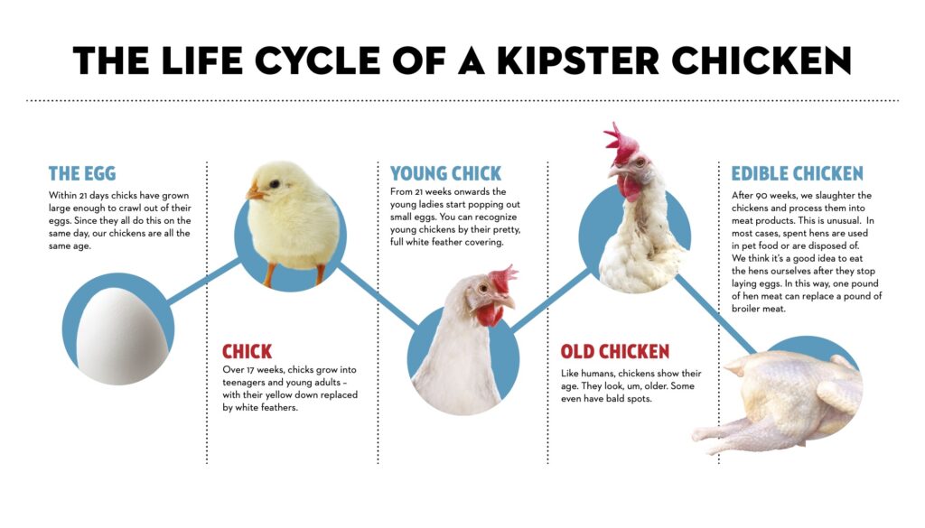 Kipster lifecycle